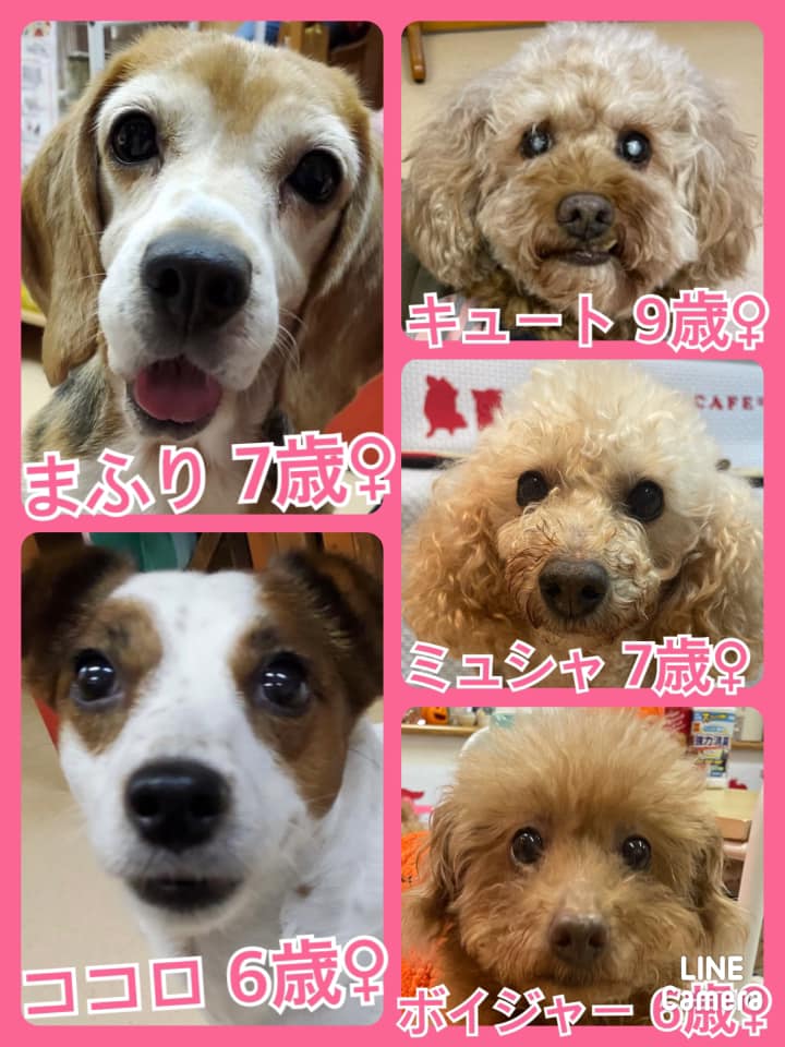 🐾今日の里親様募集中ワンコ🐶メンバーです🐾2021,10,17